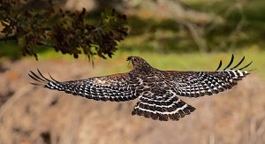 Red-shouldered Hawk, top-view