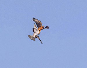 Northern Harrier, 1st yr bird attacking a juvenile Red-tailed Hawk