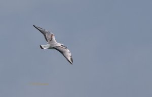 Bonapartes gull