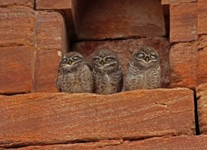 Spotted owlets