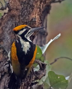 White naped woodpecker