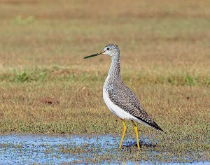 Greater Yellowlegs