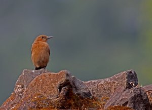 Brown rockchat