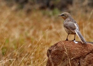 large grey babbler