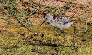 Black-necked Stilt Fledgeling