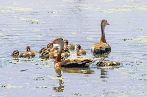 Black-bellied Whistling Duck Family