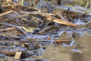 Northern Waterthrush