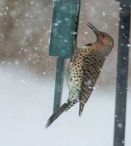 Snow day female Yellow Shafted Northern Flicker