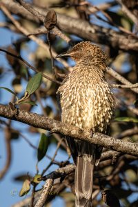 Little Wattlebird