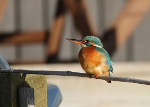 Common Kingfisher