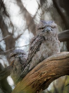 Breeding pair of Tawny Frogmouths
