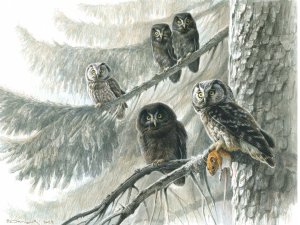 BOREAL-OWL-FAMILY-1.jpg