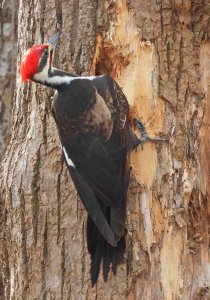 Male, Pileated Woodpecker