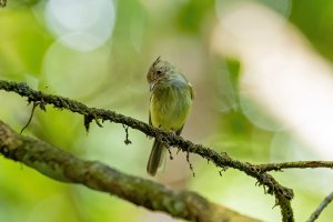 Helmeted Pygmy-Tyrant