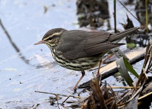 Northern Waterthrush