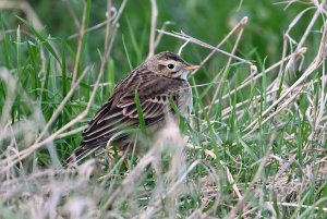 Richard's Pipit