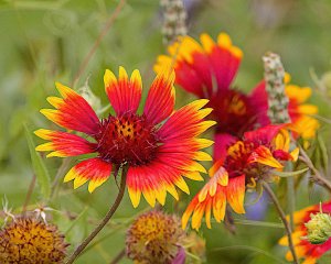 Indian Blanket