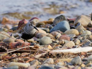 Dunlin