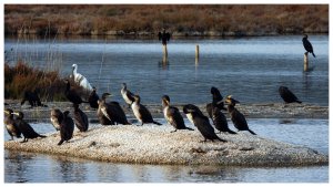 Spoonbill surrounded by Cormorants. DSCN0922.jpg