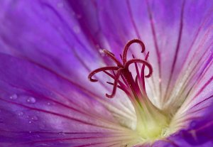 Cranesbill