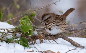Song Sparrow on snowy day