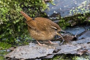 Wren with insect