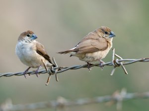 Indian Silverbills