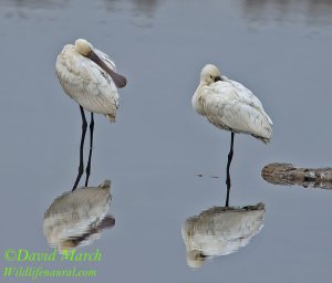 Spoonbill