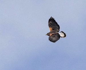 White-tailed Hawk