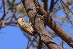 Little Grey Woodpecker_7956.JPG