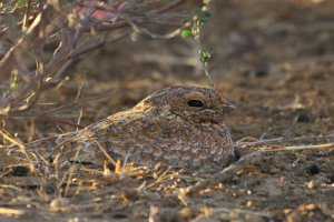 Golden Nightjar_7124.JPG