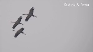 Lakescape-1K27 : Common Crane : group in flight : Amazing Wildlife of India by Renu Tewari and Alok Tewari