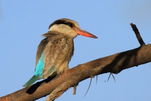 Striped Kingfisher_8124.JPG