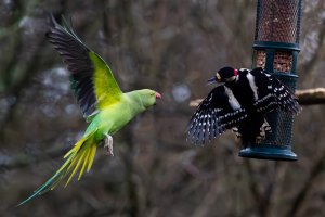 Great Spotted Woodpecker & Ring-Necked Parakeet