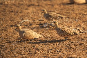 Chestnut-bellied Sandgrouse_8060.JPG