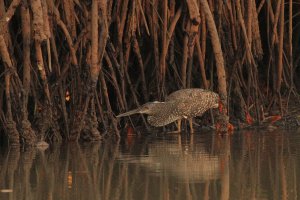 White-crested Tiger-heron_8372.JPG