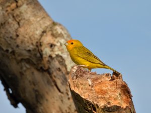 male Saffron Finch