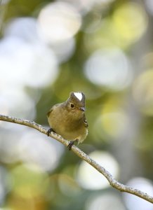 Chilean Elaenia