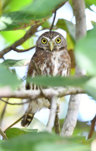 Ferruginous Pygmy-Owl