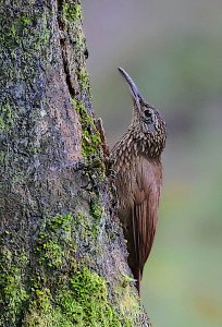 Cocoa Woodcreeper