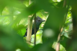 Fulvous Antshrike