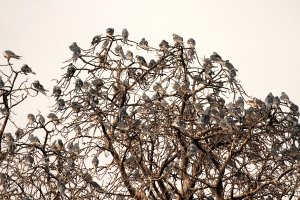 Scissor-tailed Kite roost_8328.JPG