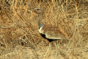 Saviles_bustard_8110.JPG