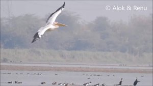 Lakescape-1K30 : Great White Pelican : flight : Amazing Wildlife of India by Renu Tewari and Alok Tewari