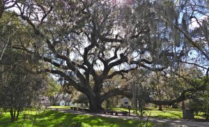 Southern Live Oak tree.