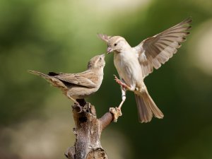 girls fighting