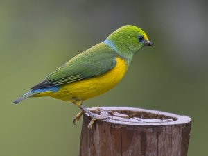 Blue-naped Chlorophonia