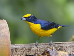 Thick-billed Euphonia