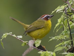 Chestnut-capped Warbler