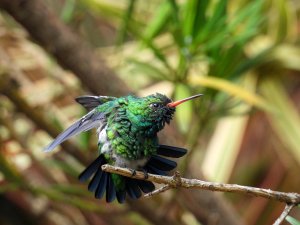 "Stretching" (Glittering-bellied Emerald)